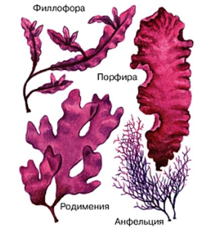 Значение красных водорослей в экосистеме океана