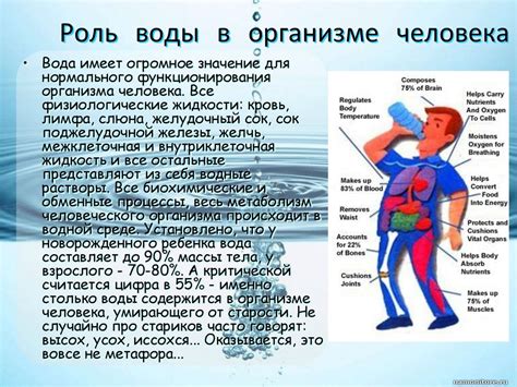 Значение обмена газами в организме человека
