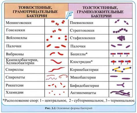Значение поцелуев для передачи бактериальных инфекций