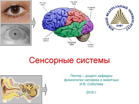 Значение правильной установки сенсорной системы в автомобиле