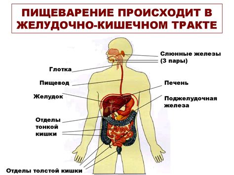 Значение процесса пищеварения для выживания самостоятельного организма