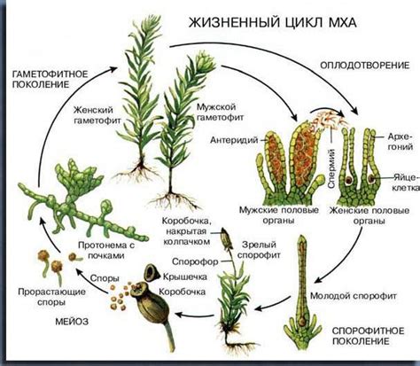 Значение эмбрионального размножения для жизненного цикла растений