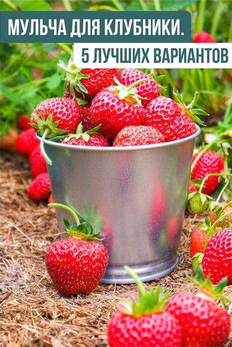 Значимость использования мульчи возделывания клубники на открытом участке