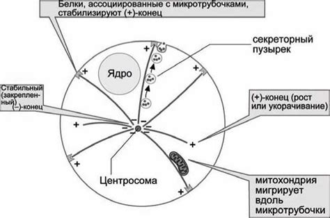 Значимость цитоплазматической жидкости в клеточных процессах