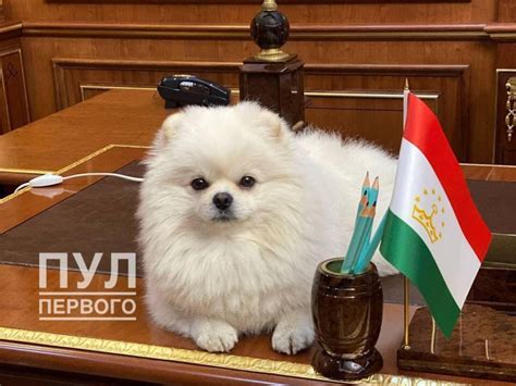 Идеальные выборы для создания эффектных акцентов