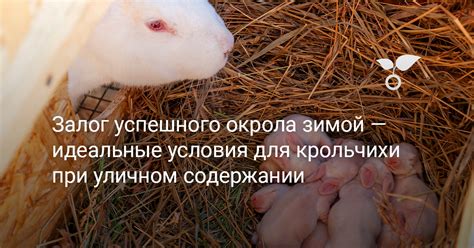 Идеальные температурные условия для успешного развития льна