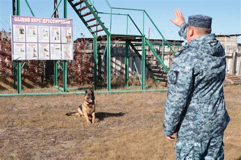 Идите на школу кинологов в Вологде и станьте экспертом в сфере собаководства!