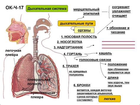 Инородные предметы в дыхательной системе: причины и последствия