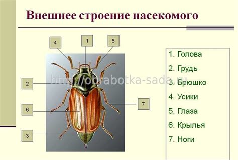 Интересные факты о числе конечностей у насекомых