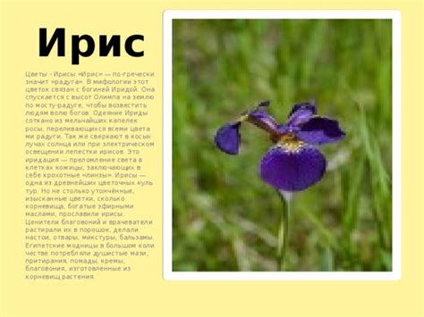 Ирисы: изысканные и жизнерадостные растения под ветвистыми кронами берез