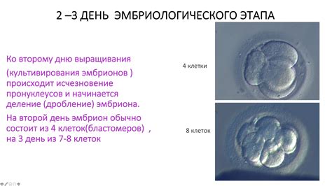 Исключительные ситуации: особые случаи полового развития эмбрионов