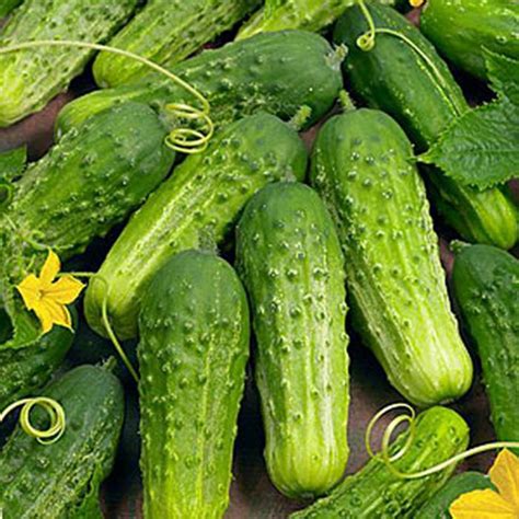 Использование огурцов кураж в кулинарии и косметологии