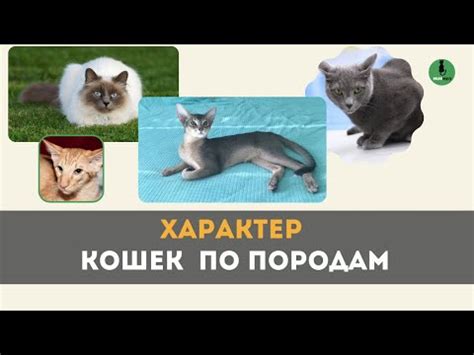 Исследование характера породы перед приобретением