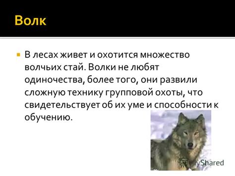 Исследования волчьих стай и их роль в экосистемах Сибирского региона