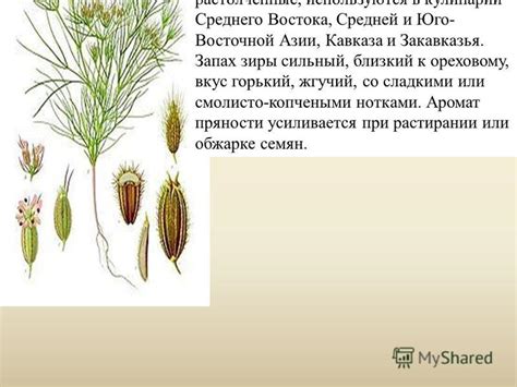 Истоки блюд кулинарии Среднего Востока