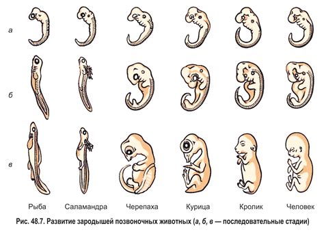 История возникновения и эволюции уникального японского глаза
