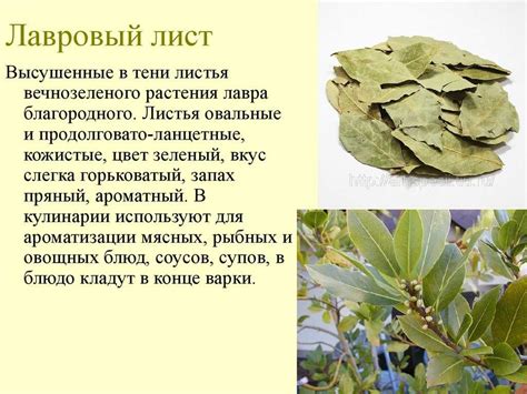 История использования ароматного лаврового растения в кулинарии