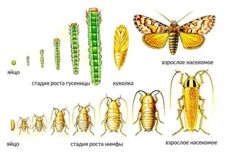 История и важность символики насекомых в сновидениях