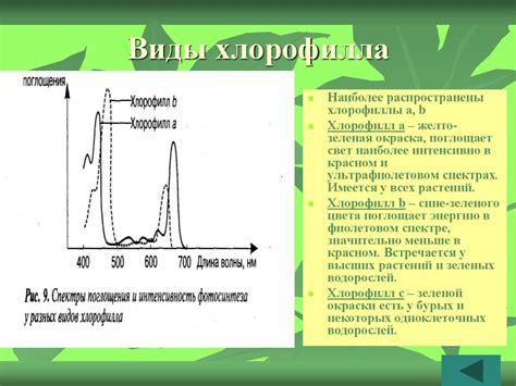 История открытия хлорофилла и его роль в фотосинтезе