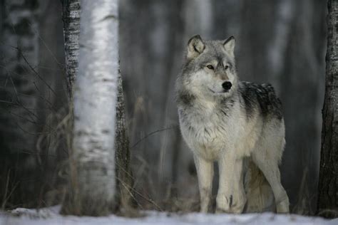 История появления волков в данном регионе