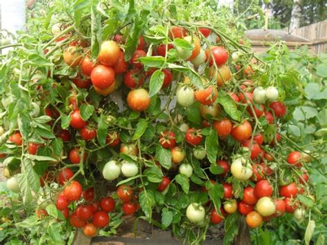 История распространения и родина кунжута