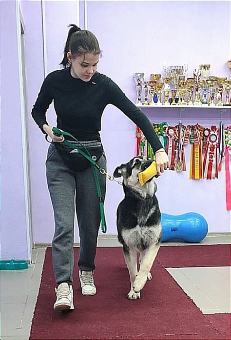 Какие обучающие программы и сертификаты способствуют получению преимущества в сфере кинологии