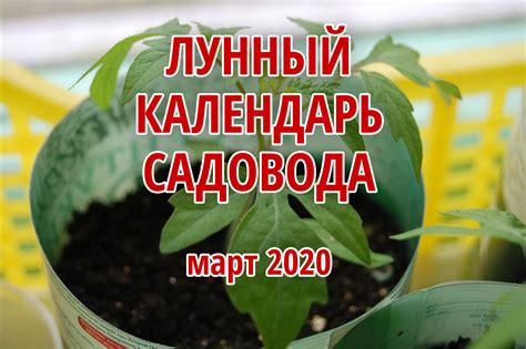 Какие растения дают больший урожай при посадке на растущую луну