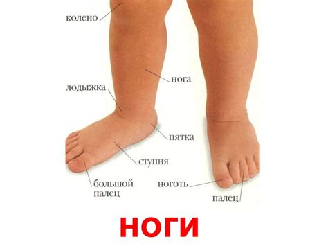 Как перемещение вперед на носке ноги влияет на формирование изгиба внутренней части стопы