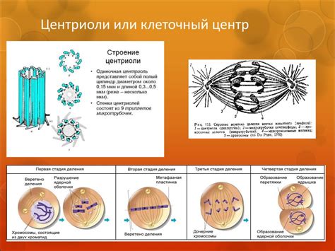 Клеточный центр и деление клеток: митоз