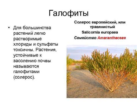 Климатические факторы и их роль в проявлении засух и суховеев