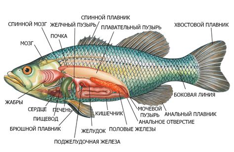 Количество рыбы в сновидении и его значение