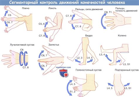 Контроль над динамикой нижних конечностей
