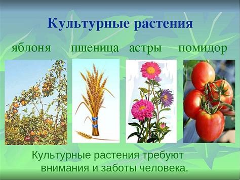 Культурные растения: ценное сырье для бумажной и картоновой продукции