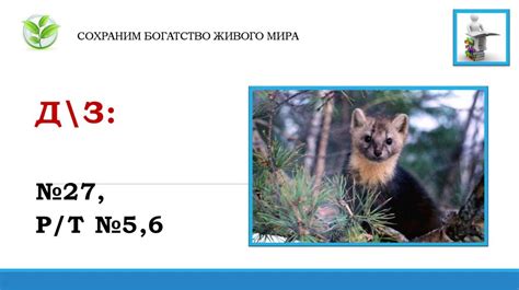 Леса Европы: богатство живого мира и разнообразие деревьев