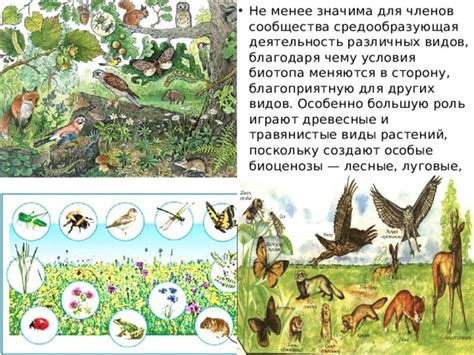 Лесные сообщества и экологическая роль дуба в различных локациях