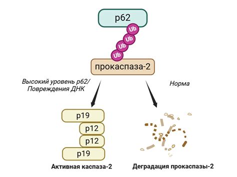 Лизосомы: регуляторы клеточной гибели
