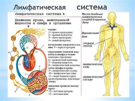 Лимфатическая система: непременный компонент в подавлении инфекций