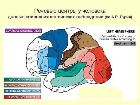 Локализация пика блаженства в мозге человека