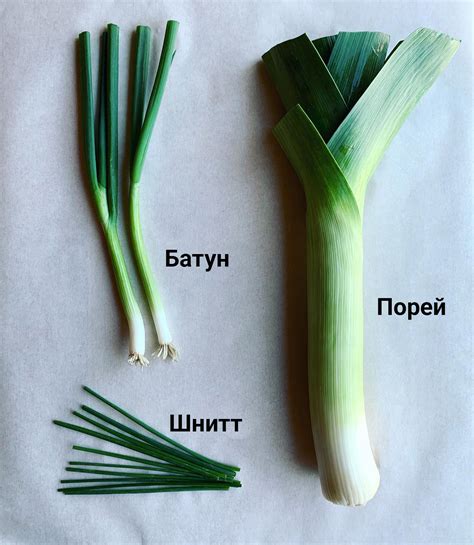 Лук-порей: ароматная и полезная зелень для кулинарии