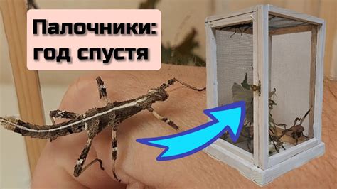 Лучшие места для осуществления проживания ахатинов в террариуме в домашней обстановке