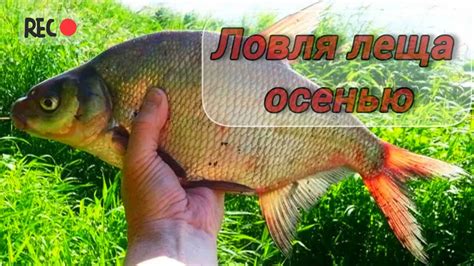 Лучшие участки для ловли леща на Доне осенью