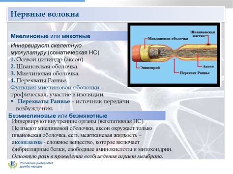 Междуобщинная сеть нервных волокон: координатор метаболического баланса