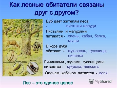 Меры охраны и сохранение природы, где обитают лесные обитатели
