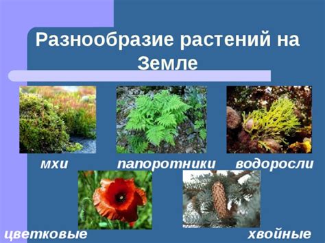 Местоположение спорангиев на разных частях растений: разнообразие и значимость