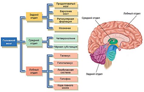 Местоположение структур мозга, управляющих аппетитом