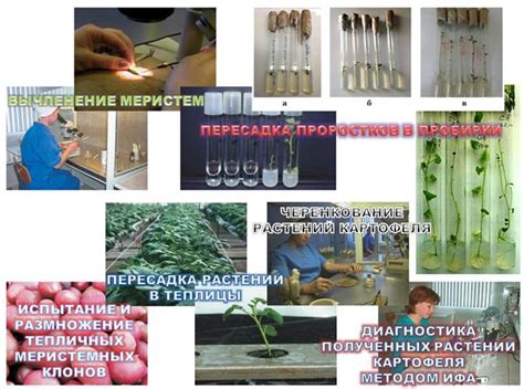 Методы получения клеток, происходящих от растений