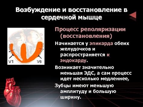 Механизмы, влияющие на процессы восстановления сердечной реполяризации