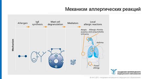 Механизмы, приводящие к обмороку при аллергической реакции на крапивницу