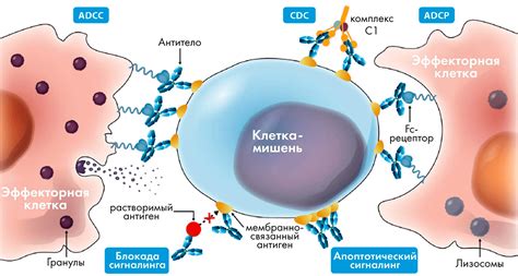Механизм действия процедуры при борьбе с дерматологическим расстройством