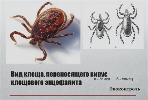 Миграция энцефалитного клеща и возможность расширения его ареала